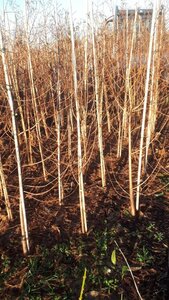 Taxodium distichum 150-175 cm met kluit - afbeelding 4