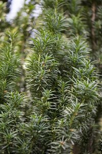 Taxus media 'Straight Hedge' 100-125 cm met kluit