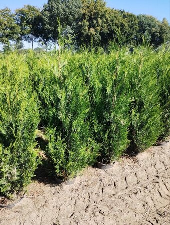 Thuja pl. 'Atrovirens' 150-175 cm cont. 10L - afbeelding 3