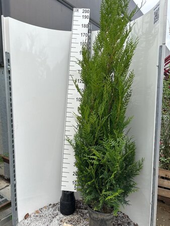 Thuja pl. 'Atrovirens' 150-175 cm cont. 10L - afbeelding 4