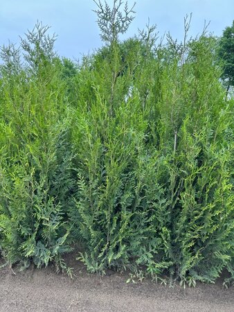 Thuja pl. 'Atrovirens' 175-200 cm cont. 10L - afbeelding 3
