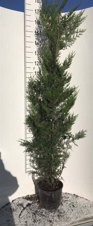 Thuja pl. 'Atrovirens' 175-200 cm cont. 10L - afbeelding 4