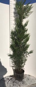 Thuja pl. 'Atrovirens' 175-200 cm cont. 10L - afbeelding 4