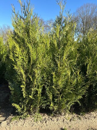 Thuja pl. 'Atrovirens' 175-200 cm cont. 10L - afbeelding 5