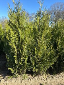 Thuja pl. 'Atrovirens' 175-200 cm cont. 10L - afbeelding 5