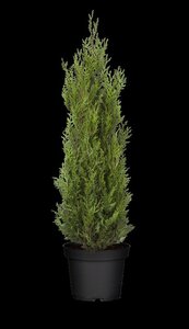 Thuja pl. 'Atrovirens' 175-200 cm cont. 10L - afbeelding 2