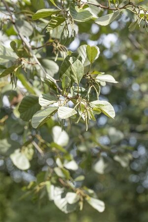 Alnus glutinosa 10-12 Hoogstam wortelgoed - afbeelding 1