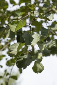Alnus glutinosa 10-12 Hoogstam wortelgoed - afbeelding 2