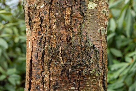 Alnus glutinosa 10-12 Hoogstam wortelgoed - afbeelding 3