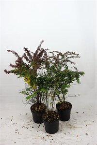 Berberis thunb. 'Atropurpurea' 60-80 cm cont. 7,5L