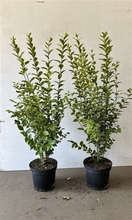 Ligustrum oval. 'Aureum' 100-125 cm cont. 7,5L