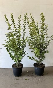 Ligustrum oval. 'Aureum' 100-125 cm cont. 7,5L