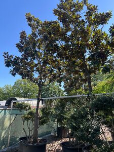 Magnolia grand. 'Goliath' 35-40 cm container