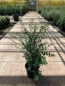 Osmanthus burkwoodii 80-100 cm cont. 15L - afbeelding 2