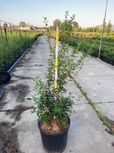 Osmanthus burkwoodii 80-100 cm cont. 15L