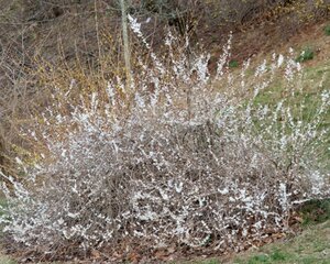 Abeliophyllum distichum 30-40 cm cont. 3,0L
