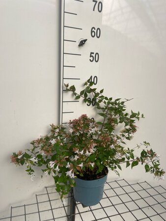 Abelia grandiflora geen maat specificatie cont. 2,0L - afbeelding 3