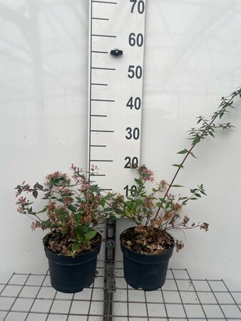 Abelia grandiflora geen maat specificatie cont. 2,0L - image 1