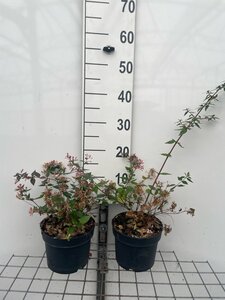 Abelia grandiflora geen maat specificatie cont. 2,0L