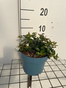Abelia grandiflora geen maat specificatie cont. 2,0L - image 2