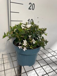 Abelia grandiflora geen maat specificatie cont. 2,0L - image 3