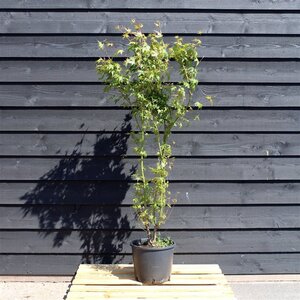 Acer palmatum 150-175 cm cont. 12L