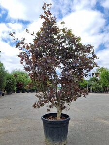 Acer pal. 'Bloodgood' 175-200 cm cont. 50L