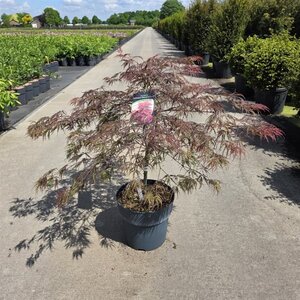Acer pal. 'Garnet' 50-60 cm cont. 12L