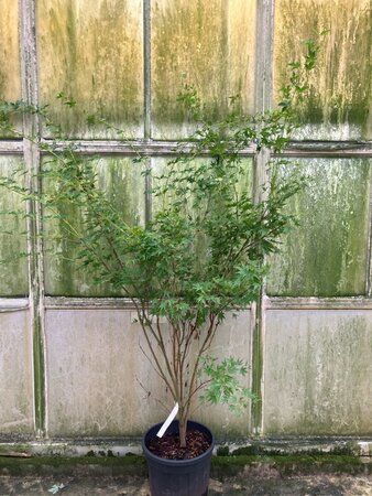 Acer pal. 'Sangokaku' 125-150 cm cont. 25L