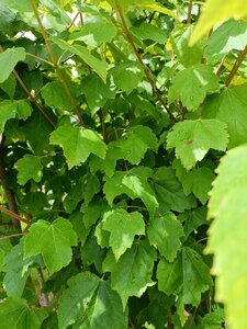 Acer rubrum 'Scanlon' 250-300 cm draadkluit meerstammig
