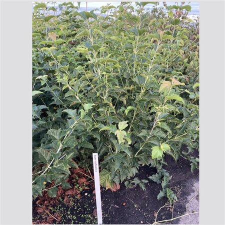Acer rufinerve 125-150 cm cont. 12L