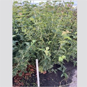 Acer rufinerve 125-150 cm cont. 12L
