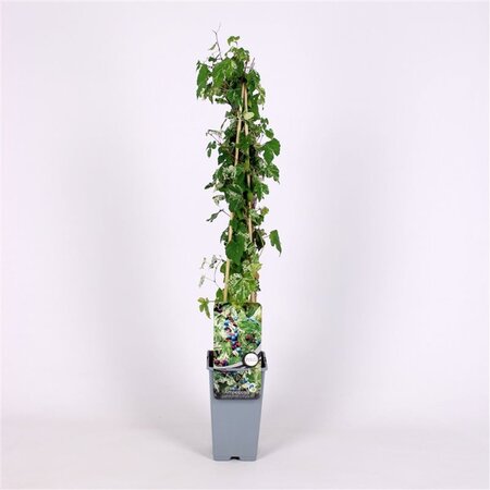 Ampelopsis glandulosa 'Elegans' 70 cm vierkant 2L