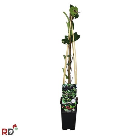 Aronia prunifolia 'Nero' 70 cm vierkant 2L