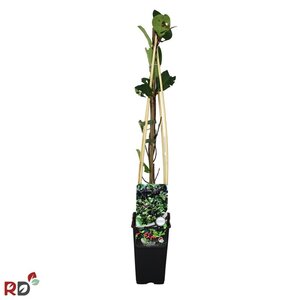 Aronia prunifolia 'Nero' 70 cm vierkant 2L