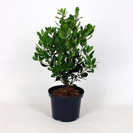 Arbutus unedo 60-80 cm cont. 5,0L