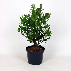 Arbutus unedo 60-80 cm cont. 5,0L