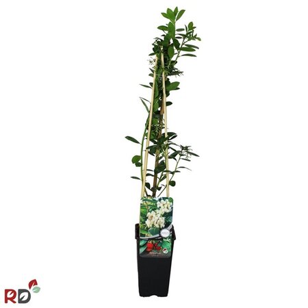 Arbutus unedo 70 cm vierkant 2L