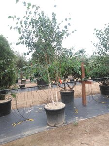 Betula utilis 'Doorenbos' 250-300 cm cont. 90L meerstammig