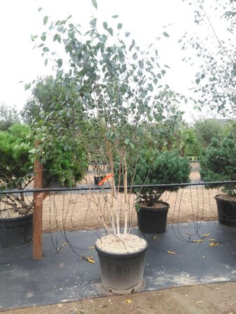 Betula utilis 'Doorenbos' 250-300 cm cont. 90L meerstammig - afbeelding 2