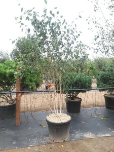 Betula utilis 'Doorenbos' 250-300 cm cont. 90L meerstammig - afbeelding 2
