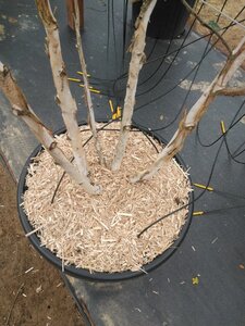 Betula utilis 'Doorenbos' 250-300 cm cont. 90L meerstammig - afbeelding 3