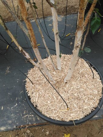 Betula utilis 'Doorenbos' 250-300 cm cont. 90L meerstammig - afbeelding 4
