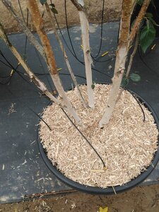 Betula utilis 'Doorenbos' 250-300 cm cont. 90L meerstammig - afbeelding 4