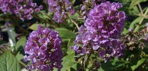 Buddleja 'Blue Chip' 25-30 cm cont. 3,0L