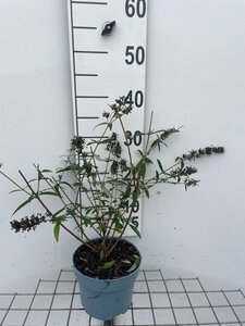 Buddleja d. 'Border Beauty' geen maat specificatie cont. 2,0L - afbeelding 3