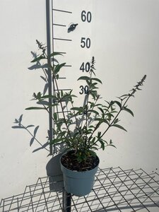 Buddleja d. 'Border Beauty' geen maat specificatie cont. 2,0L