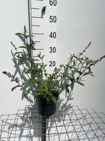 Buddleja d. 'Border Beauty' geen maat specificatie cont. 2,0L - afbeelding 2