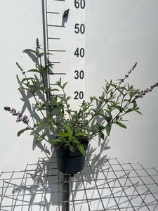 Buddleja d. 'Border Beauty' geen maat specificatie cont. 2,0L - afbeelding 2