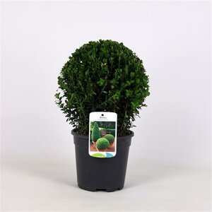 Buxus sempervirens 25 cm cont. 3,0L bol